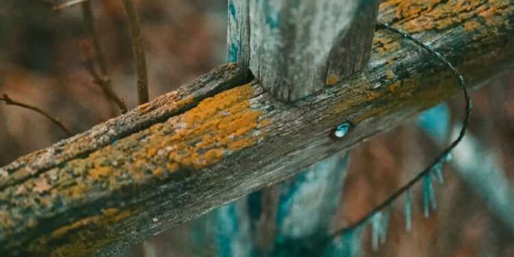 Crucea și mormântul Sfântului Cuvios Iraclie din Basarabia descoperite în chip minunat la Chițcani